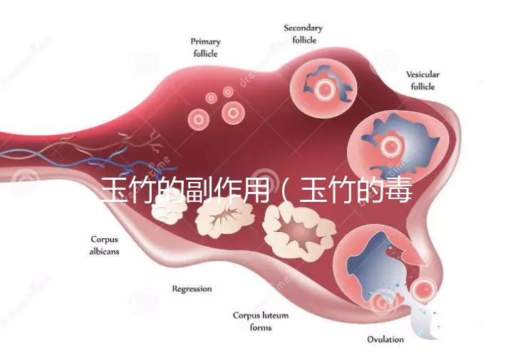 玉竹的副作用(玉竹的毒性有多強?)