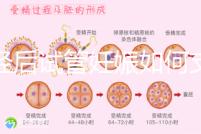 絕經(jīng)后試管妊娠如何支持黃體戳,醫(yī)生:掌握時(shí)間很重要