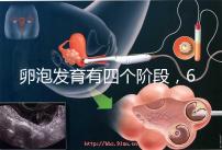 卵泡發育有四個階段,6種常見食物可促進卵泡發育