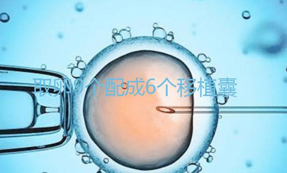 取卵9個配成6個移植囊胚成功率不高？專家：做三代試管夠了