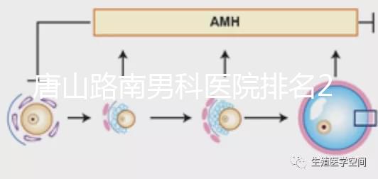 唐山路南男科醫(yī)院排名2024，精度高，成本低...