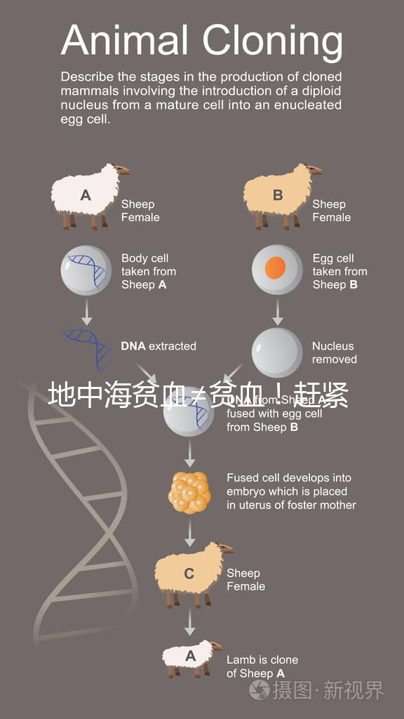 地中海貧血≠貧血！趕緊來(lái)看看地貧和貧血有什么區(qū)別