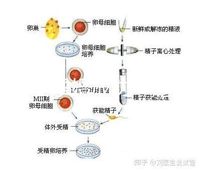 何猷君求婚成功!賭王四太回應“奚夢瑤懷孕”傳聞