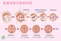 促排第十一天金秀兒灰印、白板均有希望，抽血hcg2懷孕懸