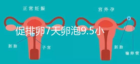 促排卵7天卵泡9.5小不難說,短方案至少長到這個數字