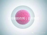 五苓散的作用(五苓散的作用與功效)