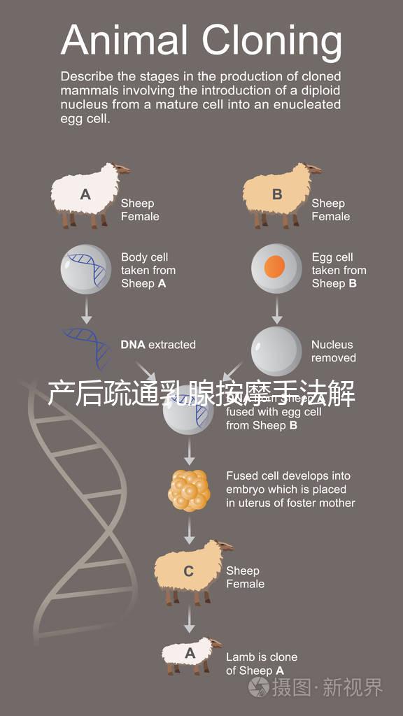 產后疏通乳腺按摩手法解密，不用吸奶器輕松搞定堵奶、奶結