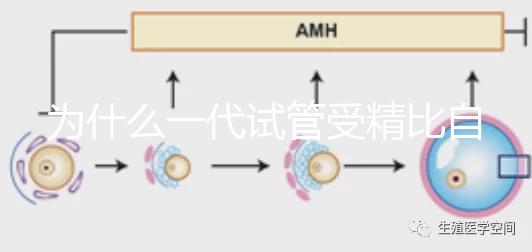 為什么一代試管受精比自然受精更解密？精子和卵子的質量只有一個
