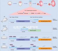 烏克蘭ISIDA醫(yī)院怎么樣?不孕癥治療服務(wù)的先驅(qū)之一