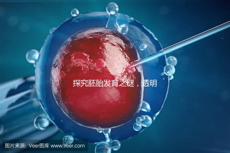 探究胚胎發育之謎，透明帶出現和消失時間有規律