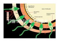 掃盲!做好這些才能最大概率避免貓弓形蟲(chóng)傳染給人