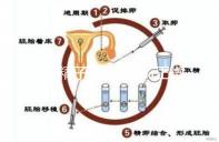 正常精子形態>4%正常,流產與精子質量不好也有關