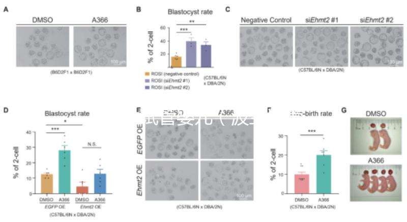 波蘭試管嬰兒（波蘭試管嬰兒成功率）