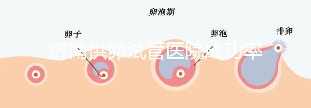 濟南供卵試管醫院成功率排名公布,私立機構也不能包生男孩