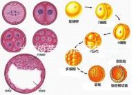 水痘疫苗兩針間隔多久有規(guī)定,第二針什么時候按年齡來算