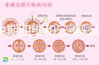 孕中期四維和三維彩超檢查區別真不小，看完便知誰更好