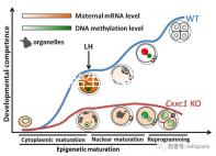 天津四胎生育津貼多少錢一個月，能不能走生育保險揭秘，快速展示