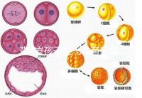 帶3歲孩子坐飛機(jī)有無(wú)綠色通道答案揭曉，提前申請(qǐng)免排隊(duì)