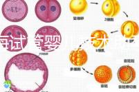 青海試管嬰兒技術(shù)助孕二胎 2家醫(yī)院費(fèi)用