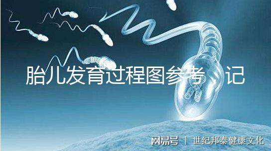 胎兒發育過程圖參考，記錄胚胎從一到九個月變化