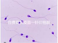 自費脊灰疫苗一針價格超200!與免費糖丸相比各有優缺點