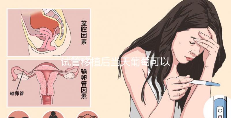 試管移植后當(dāng)天葡萄可以吃嗎?真不會(huì)影響著床隨便吃