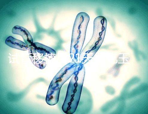 試管移植后21天能吃玉米嗎?孕婦多吃能減少便秘?