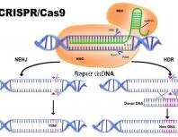 試管前老公遺精（試管前老公遺精正常嗎）