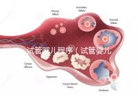 試管嬰兒程序（試管嬰兒程序和時(shí)間）