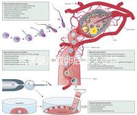 試管嬰兒取卵后多久受精(取卵第二天被告知精卵不結合)
