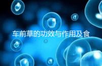 車前草的功效與作用及食用方法(男性長期喝車前草好處)