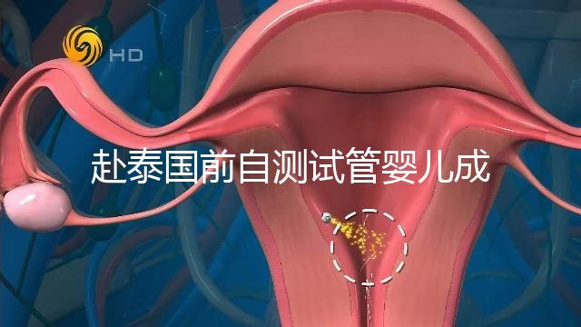 赴泰國前自測試管嬰兒成功率,這些方法值得收藏