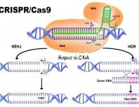 45歲生孩子各有利弊,對(duì)比優(yōu)缺點(diǎn)就知道好不好!